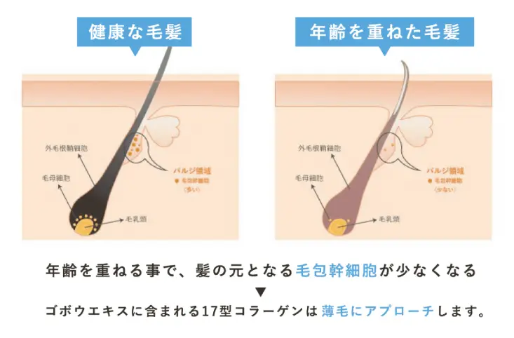 健康な毛髪と年齢を重ねた毛髪の比較図