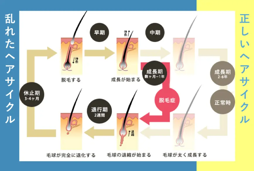 正しいヘアサイクルの図