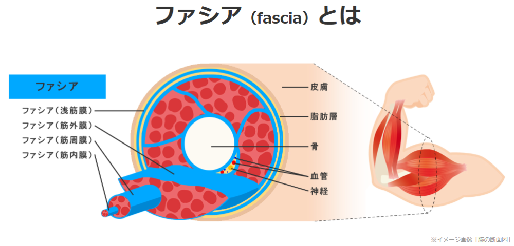 ファシアのイメージ画像